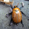Grapevine Beetle 
