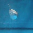 Ocean sunfish also know as moonfish