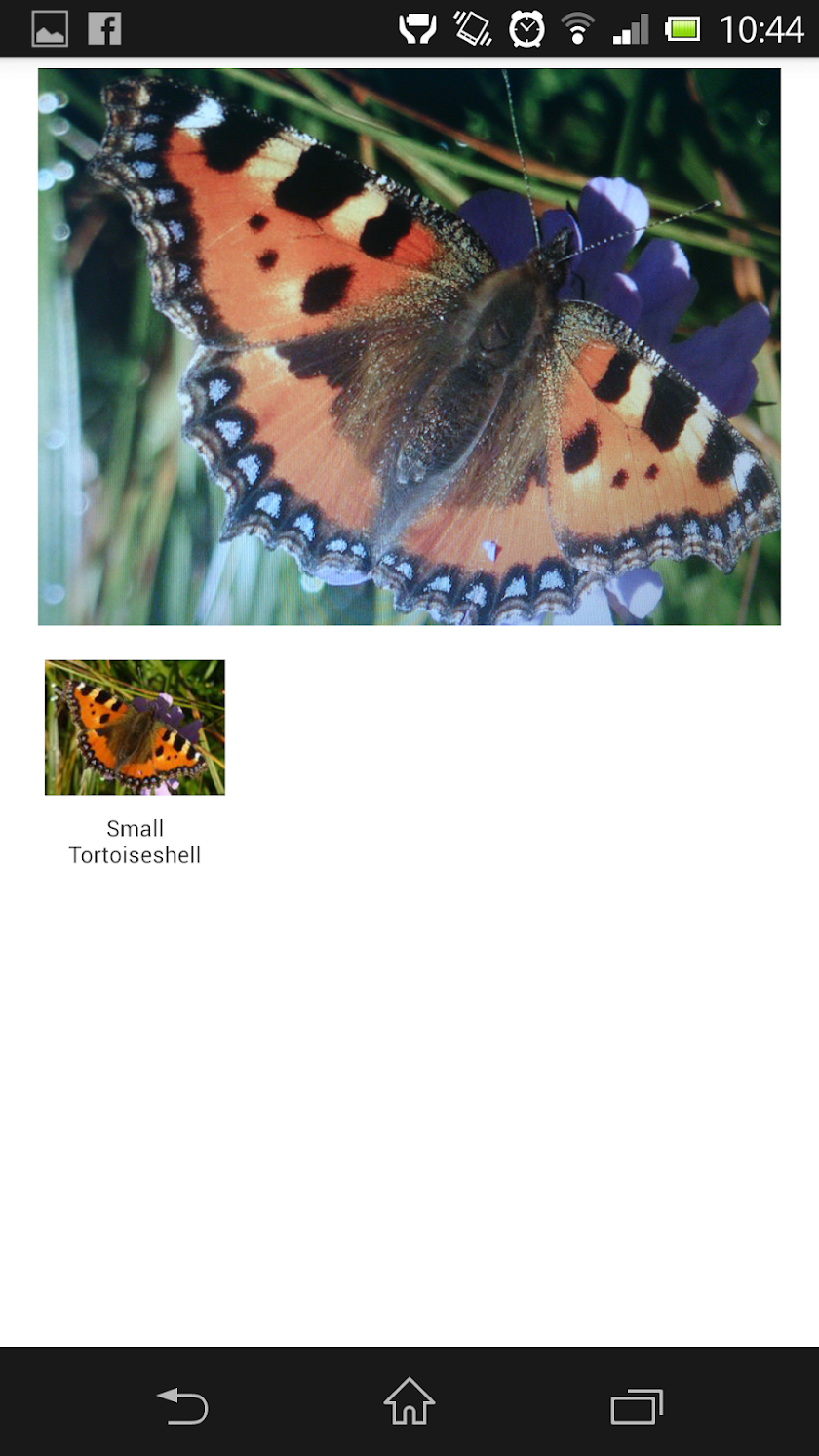 Whats That Butterfly - UK Screen 3