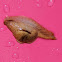 Semi-slug