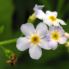 True Forget-me-not