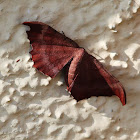 Hyposidra Moth (Female)