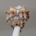 Cat-Faced Orb Weaver