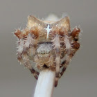 Cat-Faced Orb Weaver