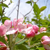Flowering Crab-Apple Tree