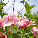 Flowering Crab-Apple Tree