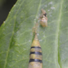 Hesperiidae cocoon