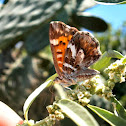 Metalmark Butterfly