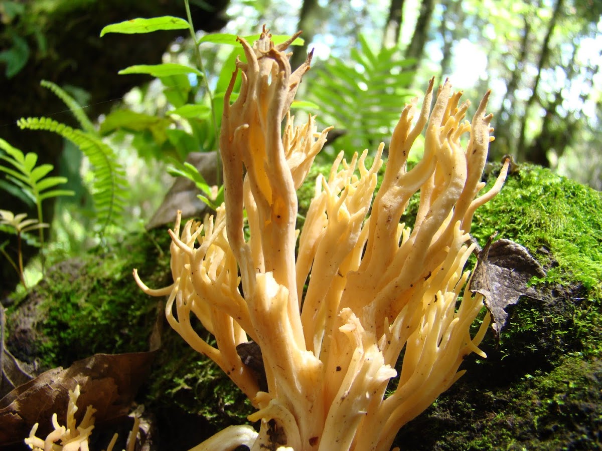 Coral mushroom