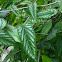 Begonia Rex Vine