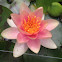 Pink Water Lily