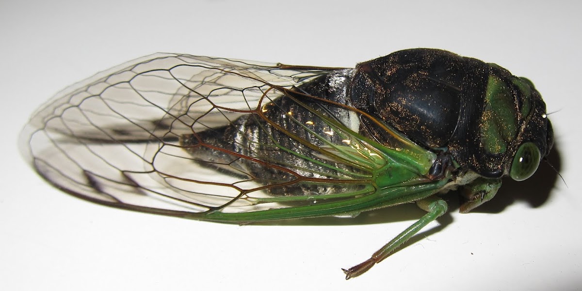 "Swamp Cicada"
