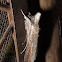 Goldenrod Hooded Owlet