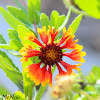 Indian Blanket