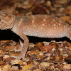 Prickly knob-tailed gecko