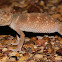 Prickly knob-tailed gecko