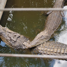 Saltwater Crocs