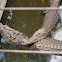 Saltwater Crocs