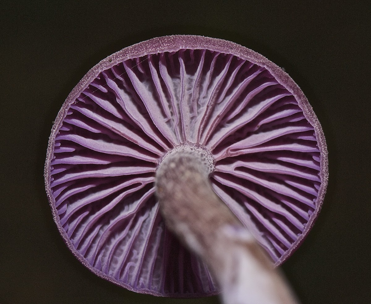 Amethyst Deceiver