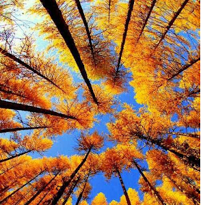 Natures Gallery Wallpaper 1.0