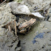 Boreal Chorus Frog