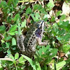 Southern Leopard Frog