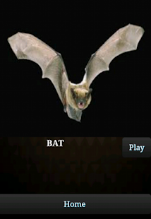 Learn Insects and Mammals(圖7)-速報App
