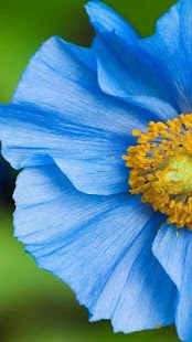 Flowers Wallpapers Screenshots 2
