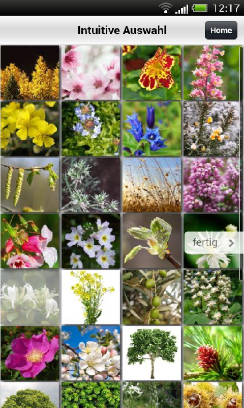 Bachblüten-Finder Screen 1