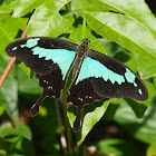 Green Banded Swallowtail (male)