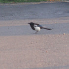 Black-Billed Magpie