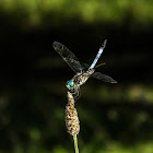 Blue Dasher