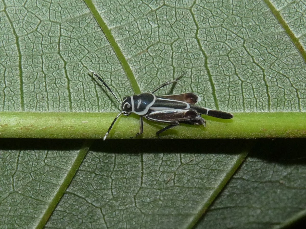 Tridactylid grasshopper