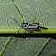 Tridactylid grasshopper