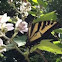 Western Tiger Swallowtail