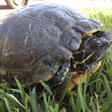 Red eared slider