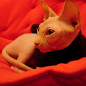 Sphynx