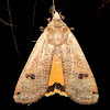 Large Yellow Underwing Moth