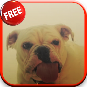 Dog Licking Screen HD LWP.apk 3.0