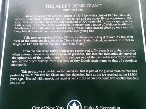 The Alley Pond Giant