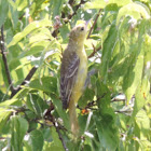 Orchard Oriole  female/juvenile
