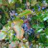 Oregon grape plant