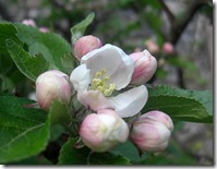 garden apple blossom