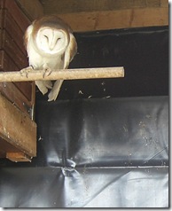 clyde valley barn owl