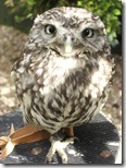 clyde valley little owl2