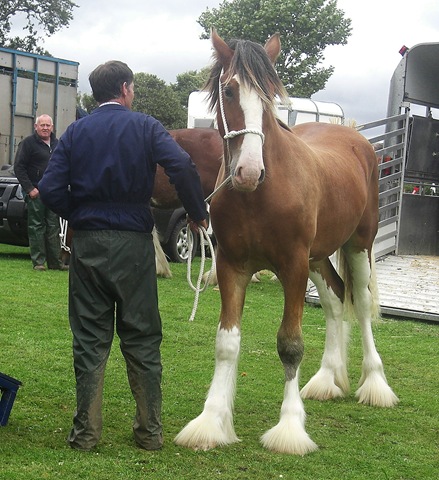 [clydesdale[3].jpg]
