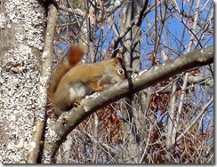 moorside red squirrel2