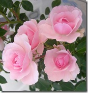 alnwick garden pink roses