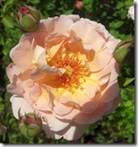alnwick garden peach rose