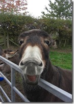 donkey welcome